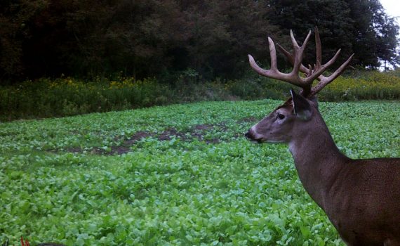 hunting packages hunt options at hidden hollow white tail ranch