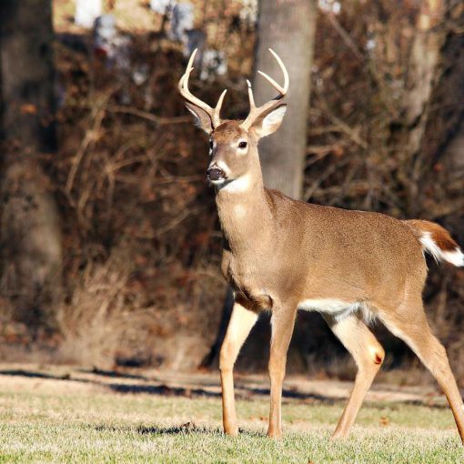 whitetail deer, deer in america, Whitetail Deer in America, Whitetail Deer in history, Whitetail Buck