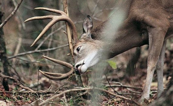 whitetail deer antler rub, rut season